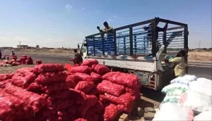 مزارعو لحج يستغيثون: آلاف الأطنان من البصل مهددة بالتلف