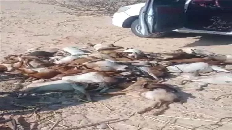 كارثة في رضوم.. الكلاب الضالة تفتك بقطيع أغنام وتخلّف خسائر فادحة