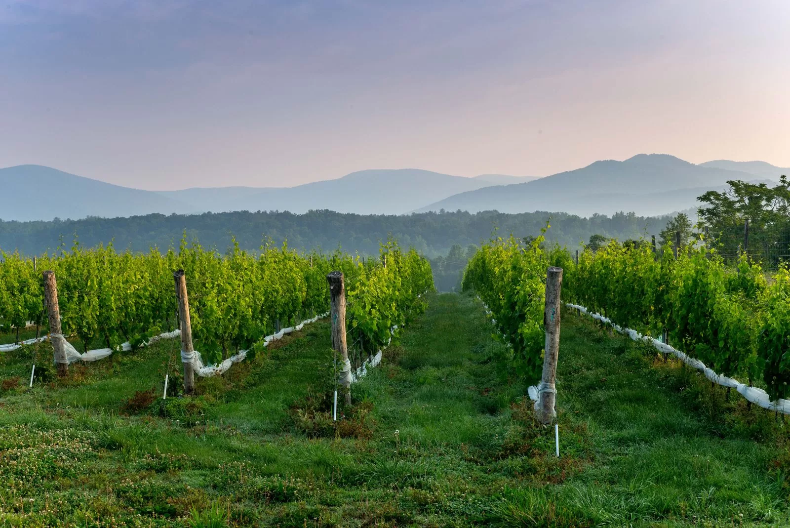 قد تحتوي الصورة على الطبيعة في الهواء الطلق المزرعة الريفية والكروم