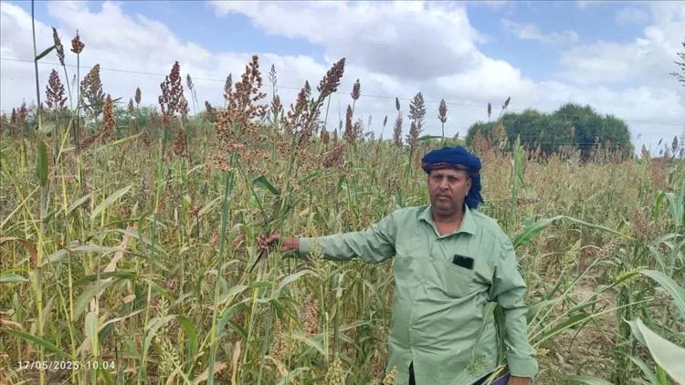 نجاح زراعة محصول الغربة في مزرعة الصميد بمنطقة العند بلحج