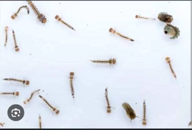 مكتب الصحة والسكان في مديرية التواهي يطلق حملة مجتمعية لرصد يرقات البعوض مقابل إعفاءات طبية