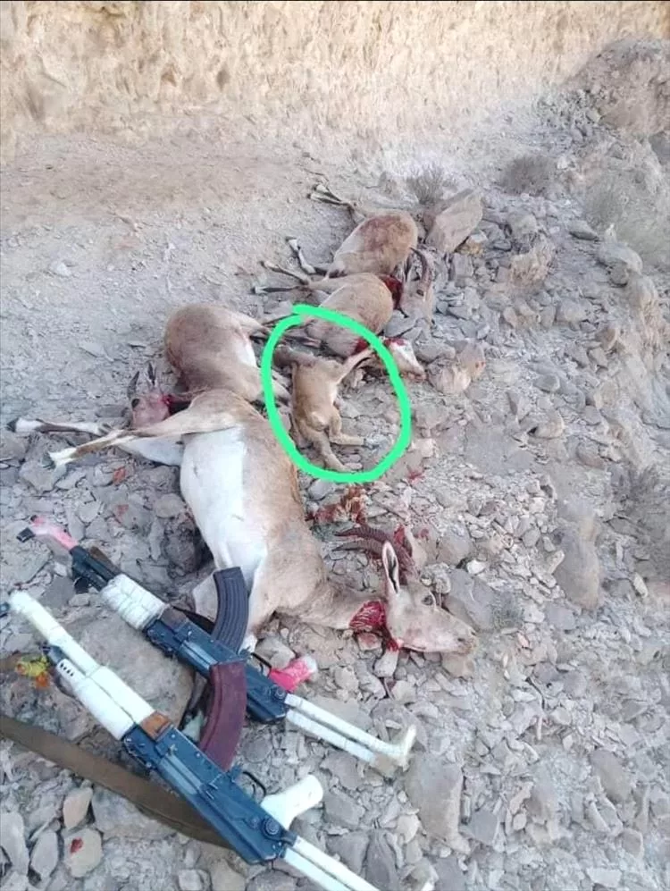 اليمن اليوم اخبار المحافظات قبيلة مغفيق بالمهرة تصدر بيانًا