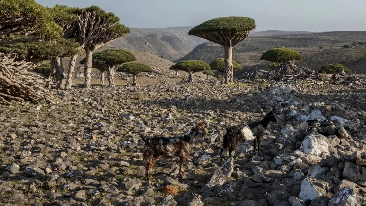 “دم التنين” في سقطرى: كنز بيئي فريد يواجه خطر الانقراض