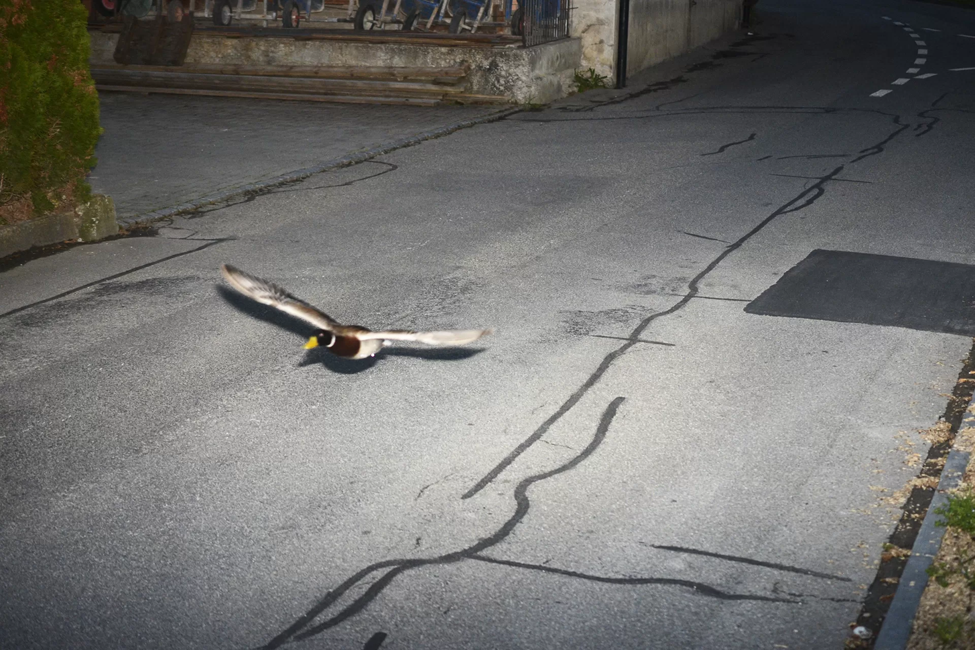 رادار سويسري يضبط "بطة مسرعة" والشرطة تعلّق