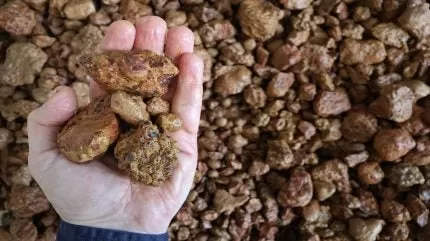 غينيا لإلغاء ترخيص تعدين البوكسيت في الإمارات العالمية