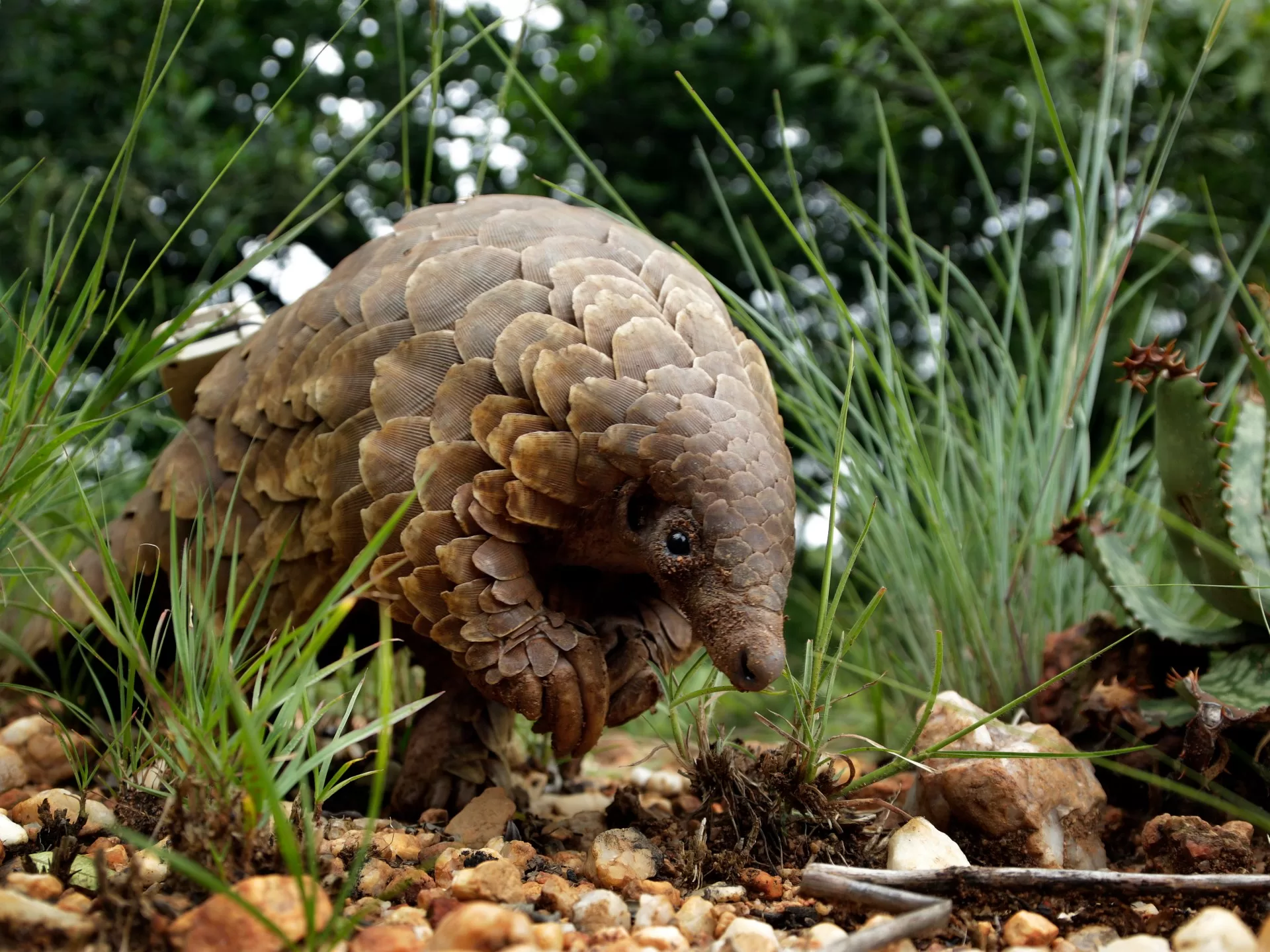 ملايين من حيوانات البنغول و193 ألف فيل.. الجريمة المنظمة تهدد الحياة البرية في أفريقيا