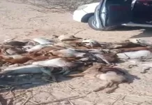 كارثة في رضوم.. الكلاب الضالة تفتك بقطيع أغنام وتخلّف خسائر فادحة