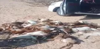 كارثة في رضوم.. الكلاب الضالة تفتك بقطيع أغنام وتخلّف خسائر فادحة