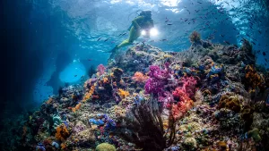 أفضل 41 وجهة للغوص باستخدام سنوركل في العالم للمبتدئين والخبراء وكل من بينهما