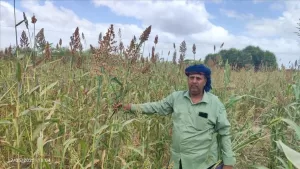 اخبار المناطق – تحقيق نجاح في زراعة محصول الغربة في مزرعة الصميد بالعند، لحج