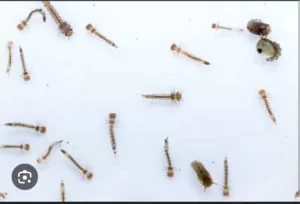 اخبار عدن – مكتب الرعاية الطبية في مديرية التواهي يعلن عن حملة مجتمعية لرصد يرقات البعوض