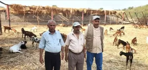 اخبار وردت الآن – مدير زراعة تعز يطلع على الماعز قبل توزيعها في المخا ويؤكد على ضرورة تعزيز الرقابة