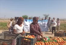أخبار المحافظات - بالشراكة مع الاتحاد الأوروبي.. الصندوق الاجتماعي يقيم اليوم الحقلي للمزا...