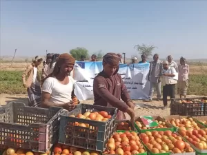 اليمن اليوم اخبار المحافظات – بالشراكة مع الاتحاد الأوروبي.. الصندوق الاجتماعي يقيم اليوم الحقلي للمزا…