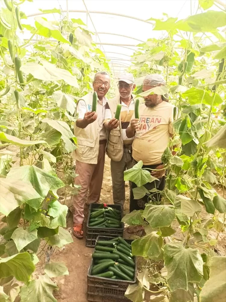 نجاح مشروع زراعة الخضروات في البيوت المحمية بلحج