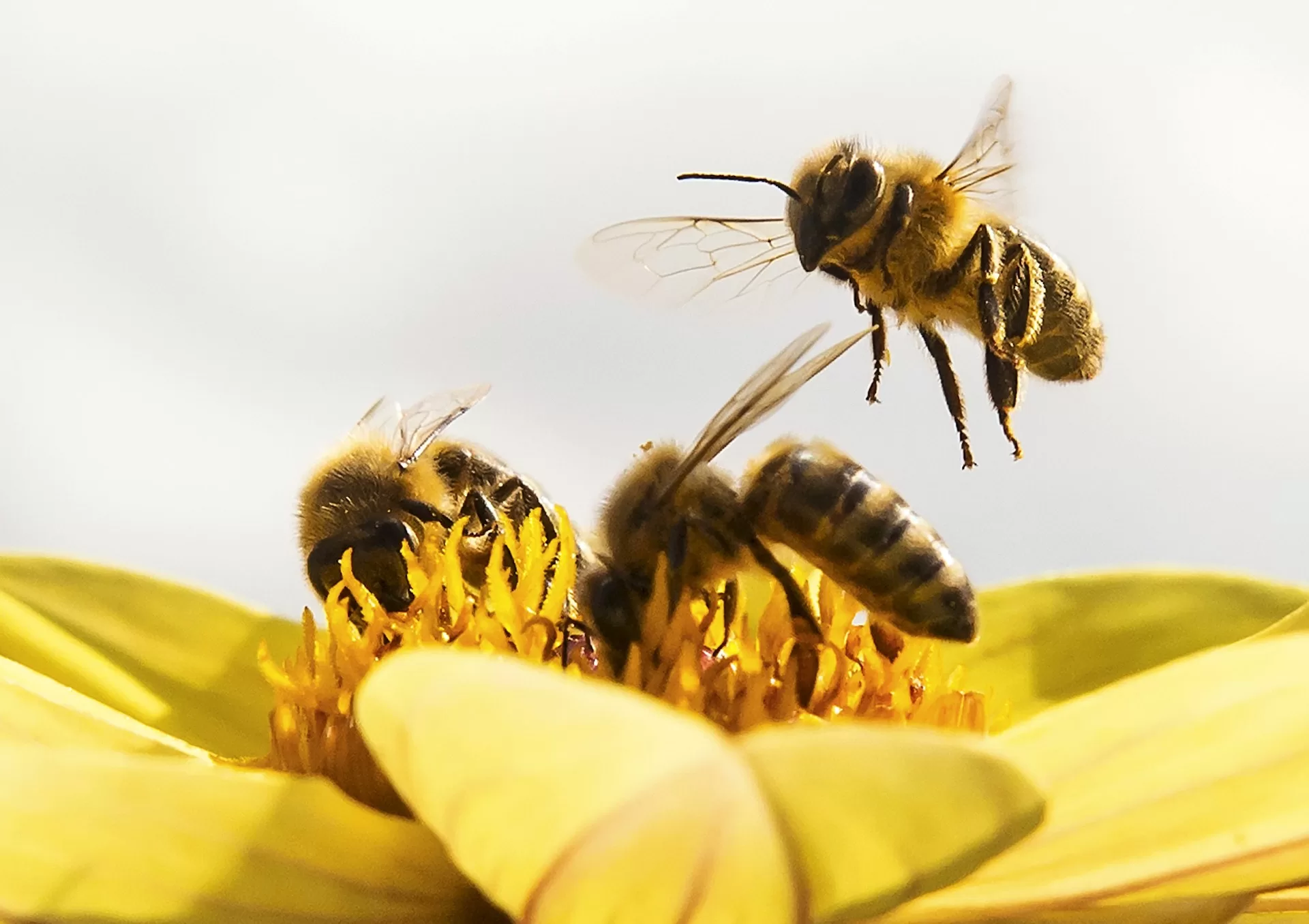 اليوم العالمي للنحل: “أهم الملقحات” التي تغذي كوكب الأرض