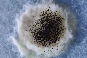 تأثير التغير المناخي وارتفاع درجات الحرارة على انتشار الطفيليات القاتلة