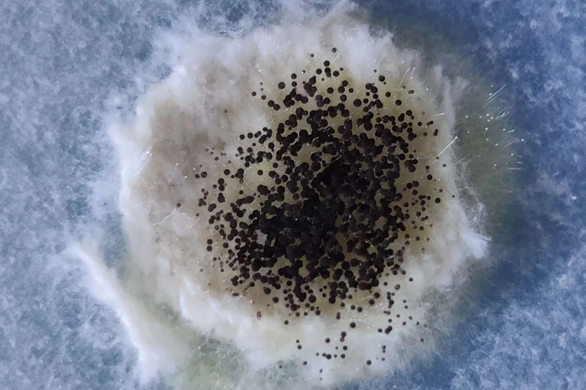 تأثير التغير المناخي وارتفاع درجات الحرارة على انتشار الطفيليات القاتلة