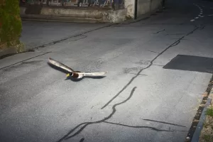 رادار سويسري يرصد “بطة سريعة” والشرطة تتدخل