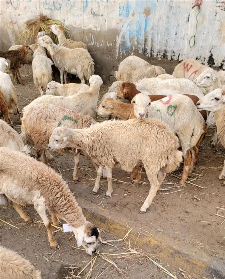 مع اقتراب العيد.. الأضاحي في عدن خارج متناول الناس والدجاج الخيار الأسهل