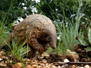 ملايين من حيوانات البنغول و193 ألف فيل.. الجريمة المنظمة تهدد الحياة البرية في أفريقيا