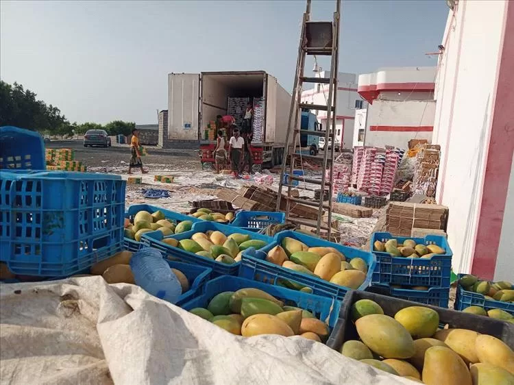 مزارعو "دلتا أبين" يتفائلون بعودة تصدير المحاصيل الزراعية إلى دول الجوار.