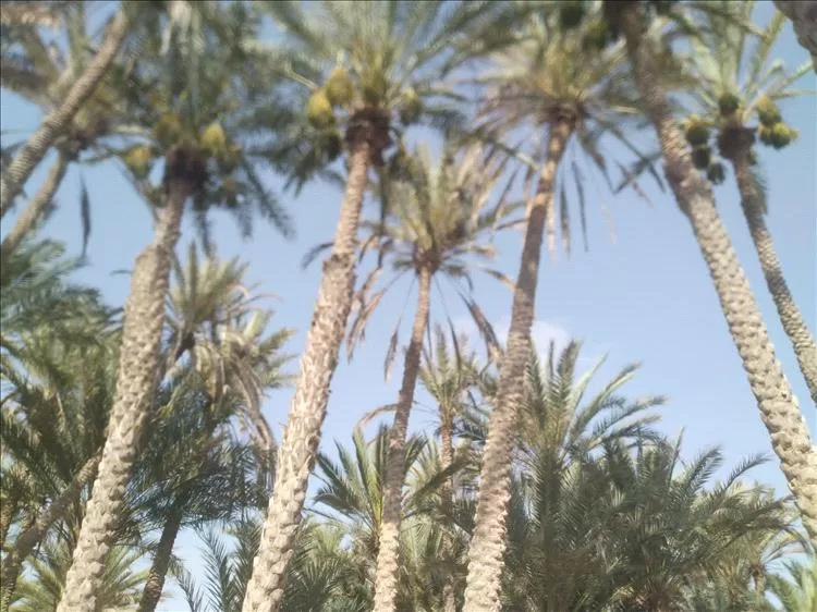 نداء إلى وزير الزراعة ومحافظ شبوة لإنقاذ أشجار نخيل "السقطرى" من الانقراض في مديرية رضوم