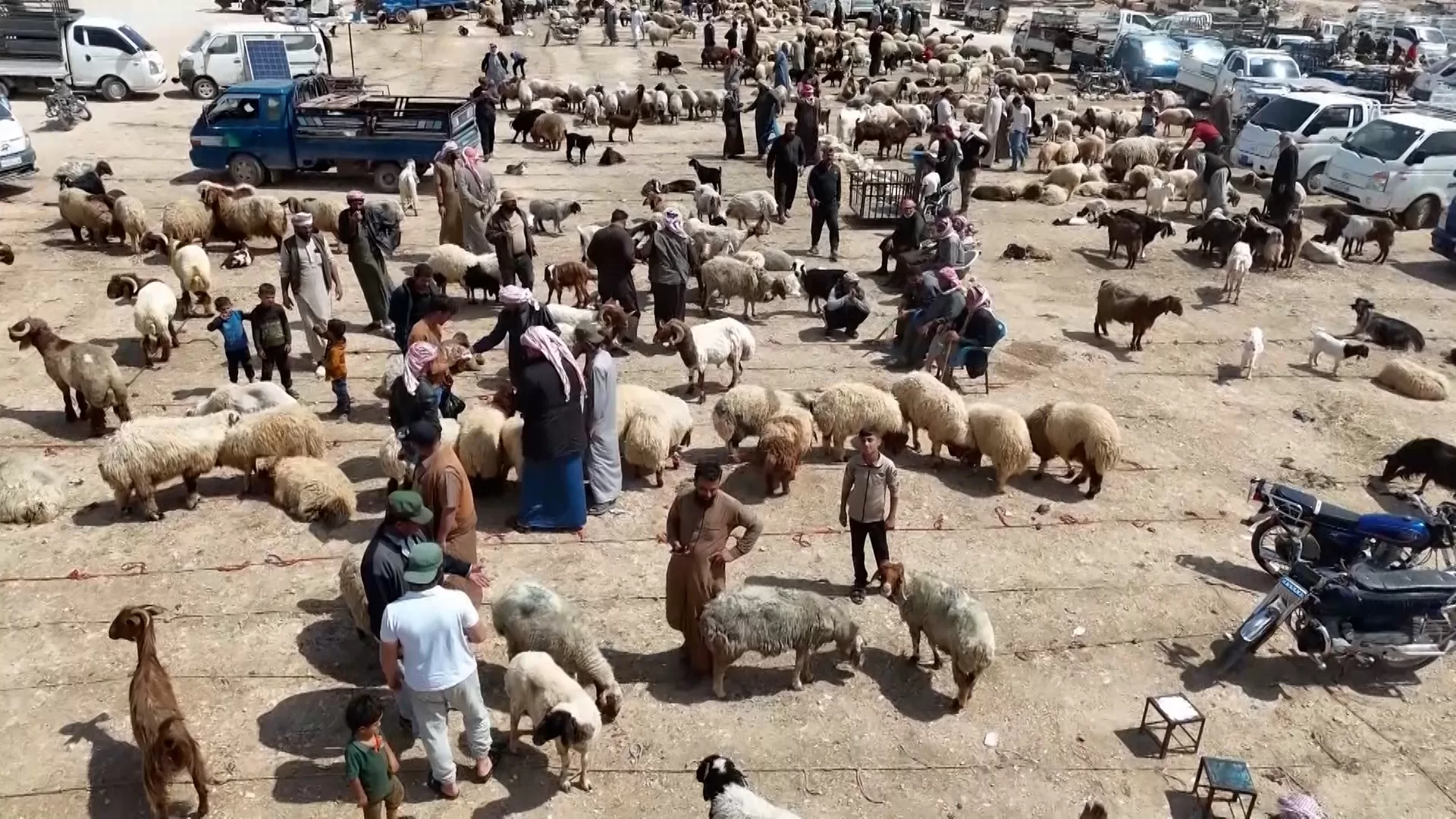 تفاوت أسعار الأضاحي في الدول العربية