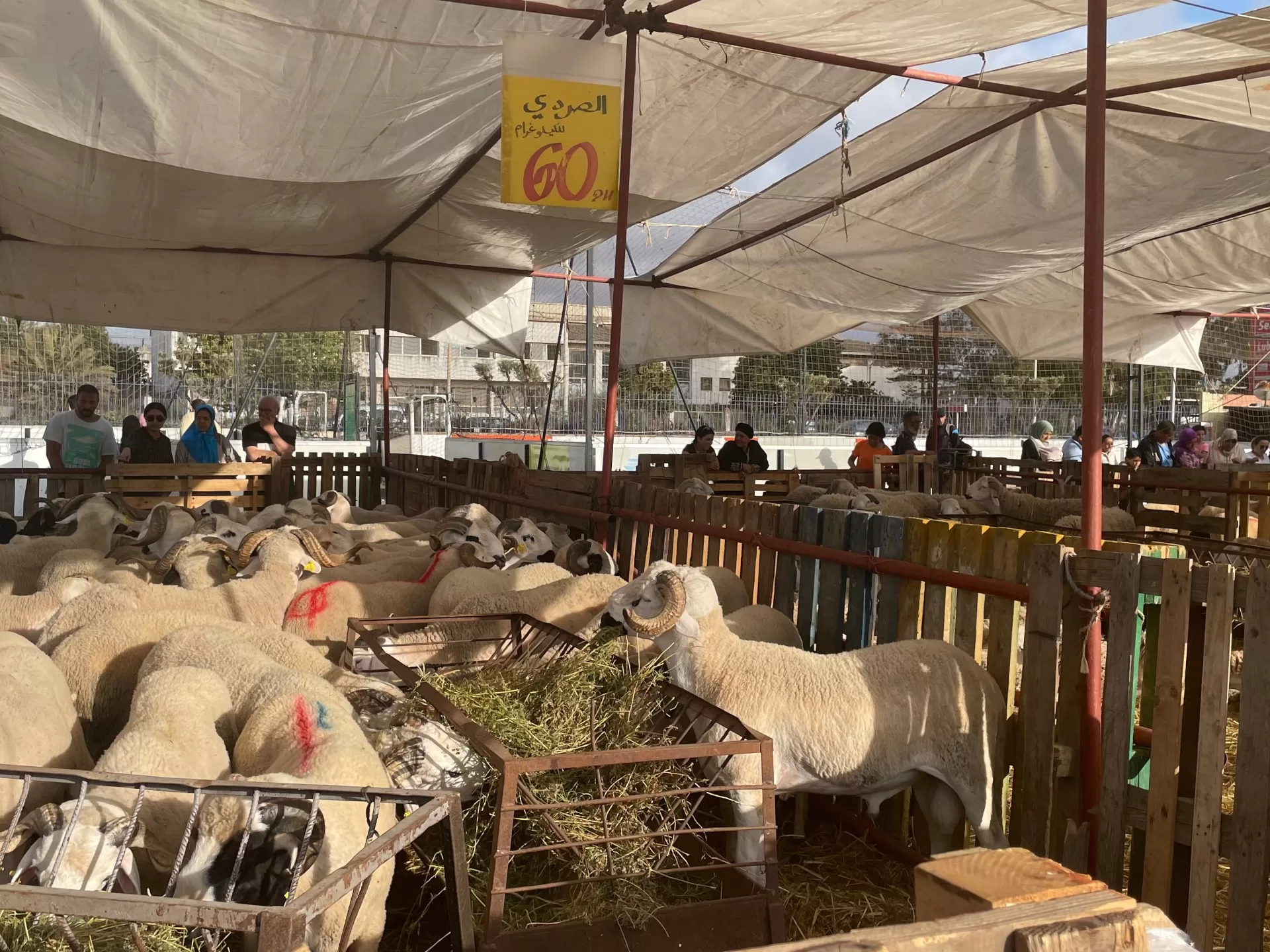 تعرف إلى أكبر 10 دول امتلاكا للأغنام بالعالم بينها بلدان عربية