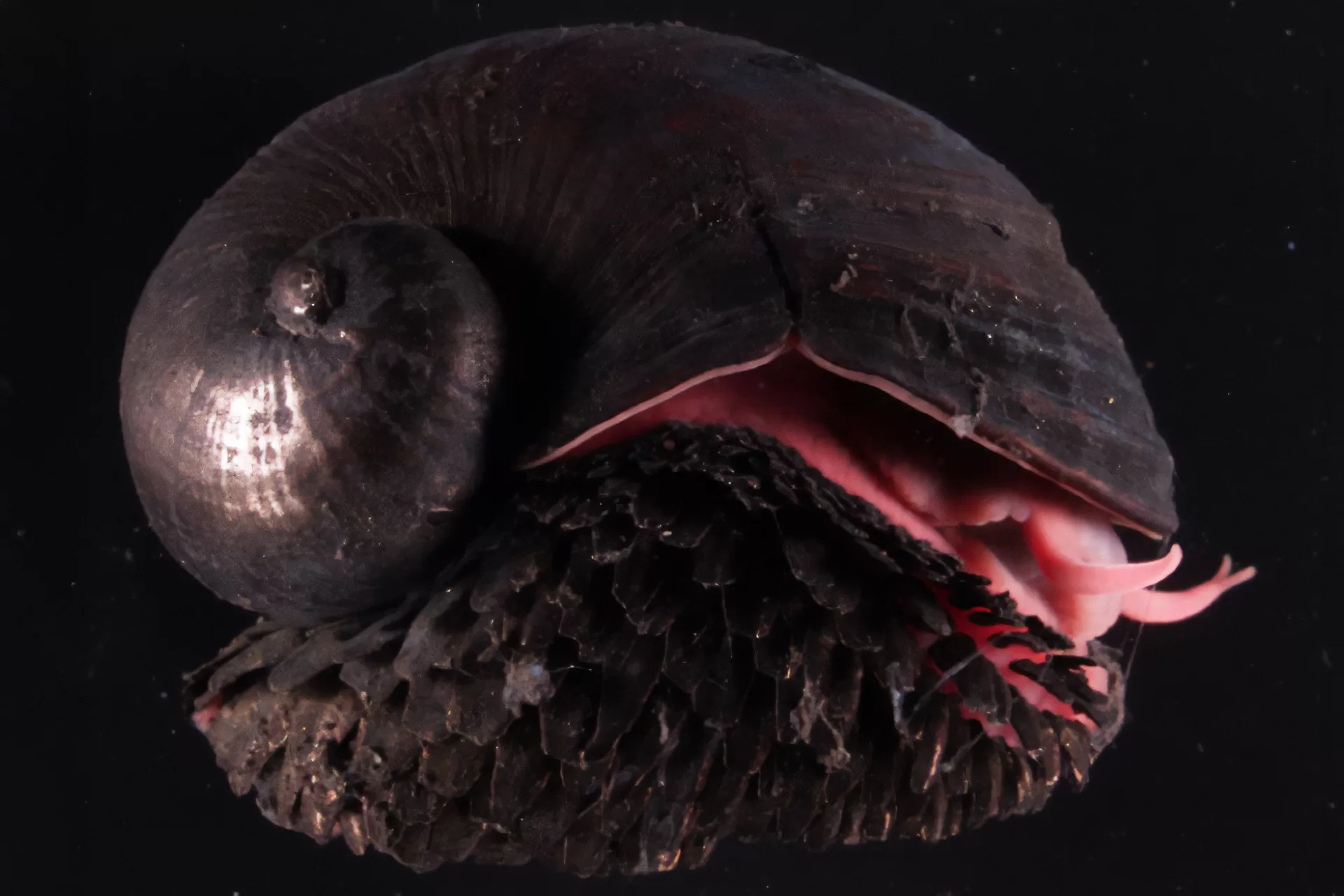 الحلزون البركاني كائن بحري "حديدي" لا يمكن تدميره