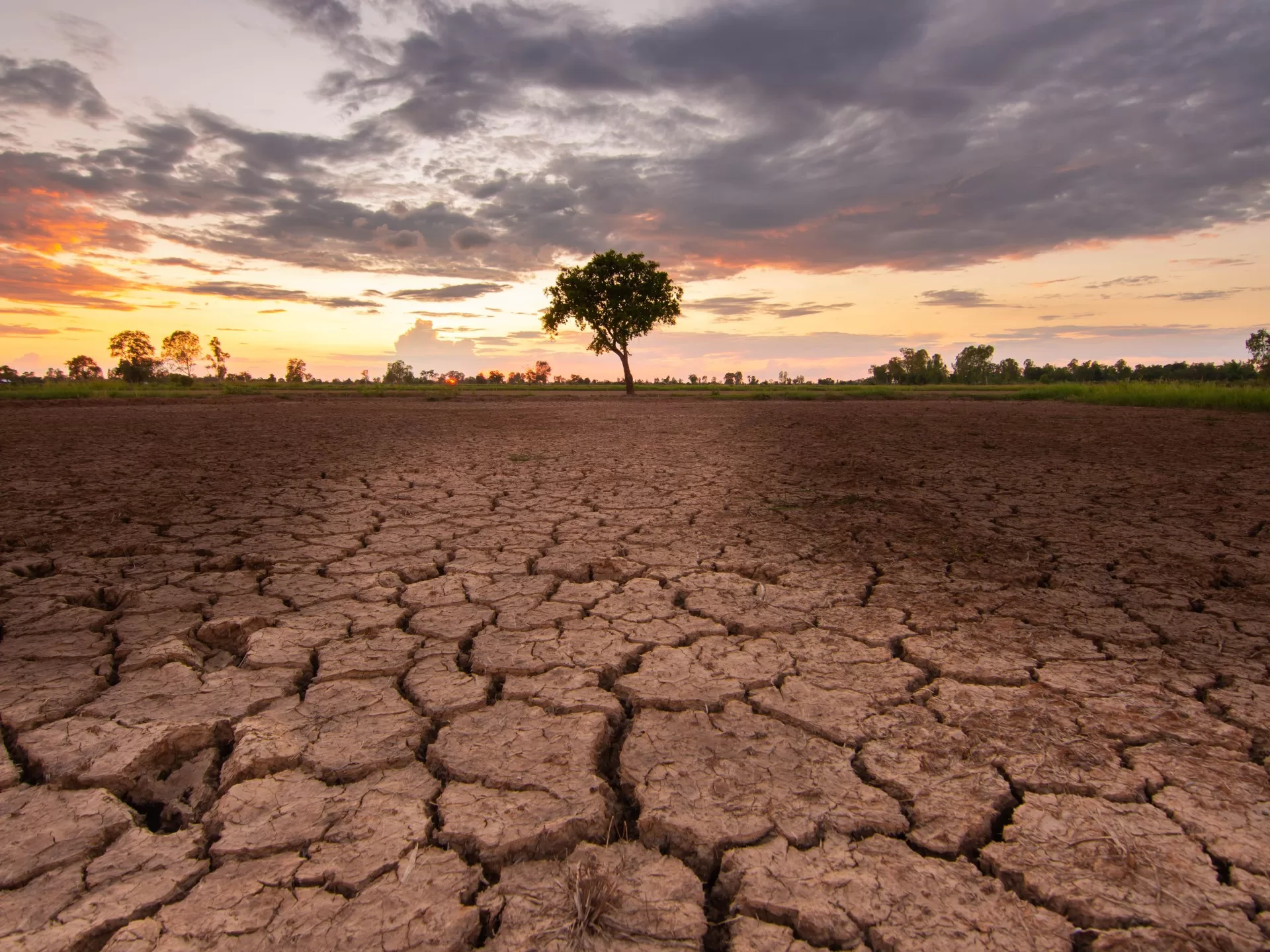 يوم البيئة العالمي بين الرمزية والشعارات وصرخة الفزع