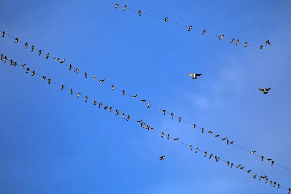 تجاوز بلوسكاي هذه هي التطبيقات التي تبني تجارب اجتماعية على