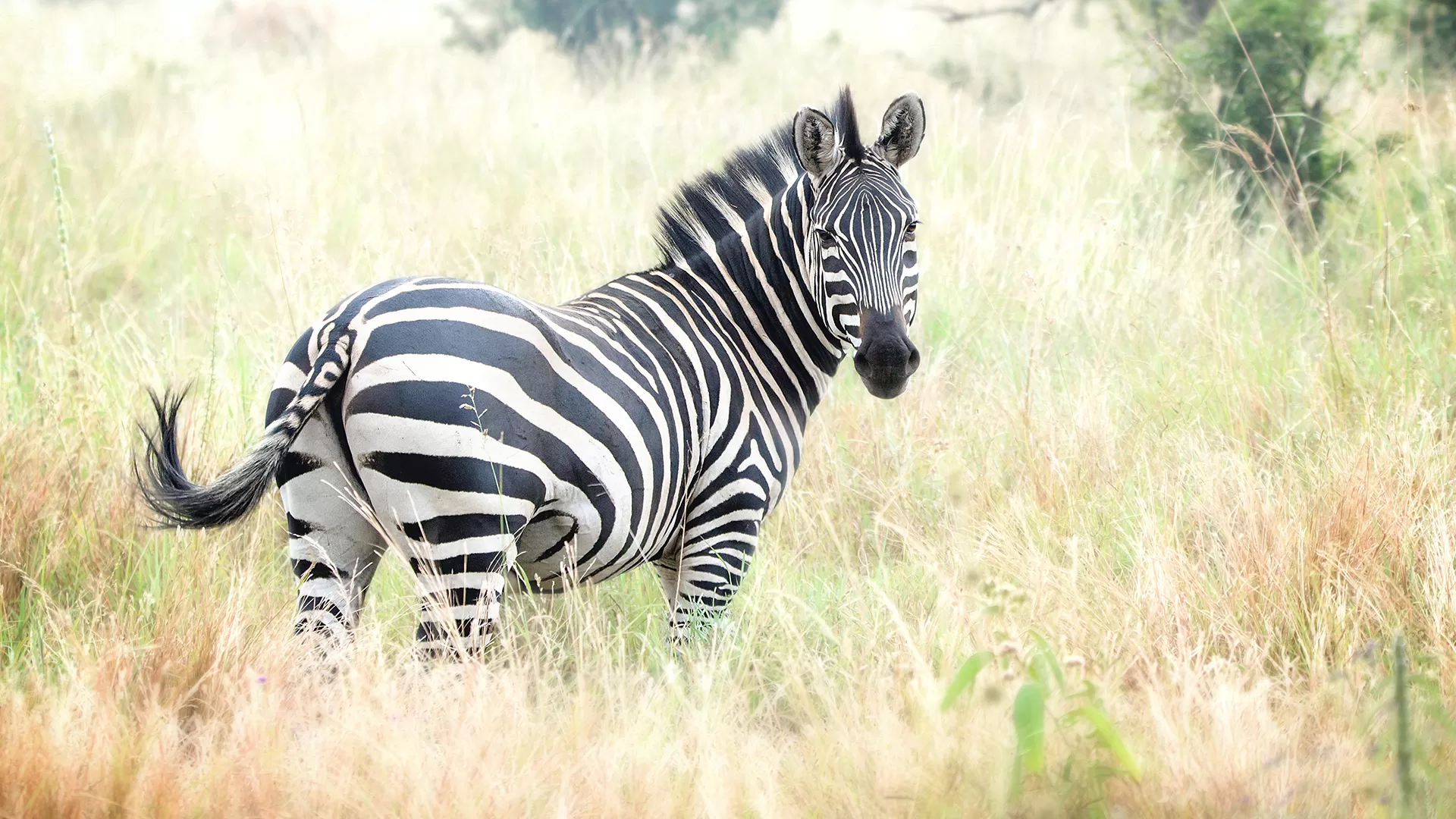 تجربة مثيرة: هروب حمار وحشي من صاحب المنزل يثير اهتمام المنصات الأمريكية