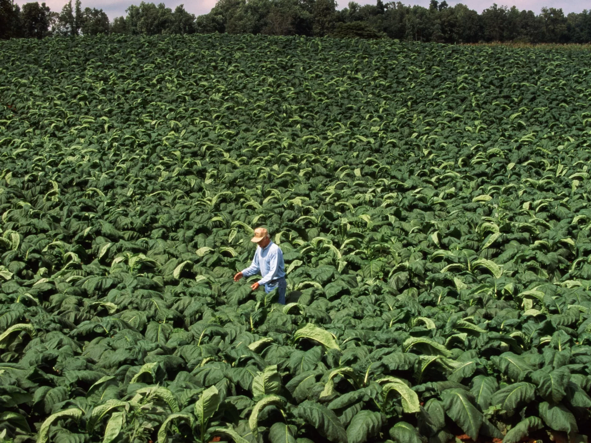 زيمبابوي تحقق رقماً قياسياً في مبيعات التبغ لعام 2025 بزيادة تتجاوز 300 مليون كيلوغرام