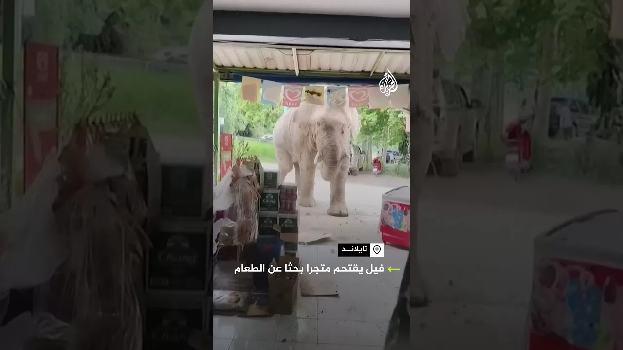 فيل يقتحم متجرا بحثا عن الطعام في تايلاند