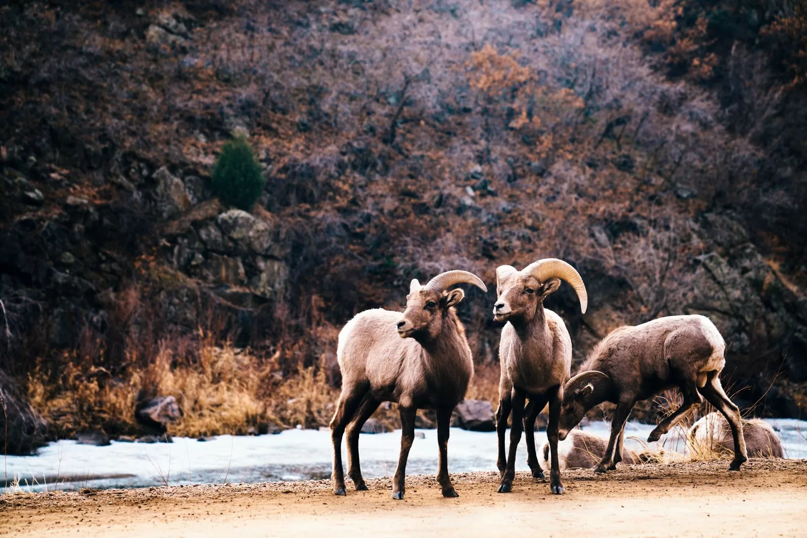 الصورة قد تحتوي على حيوانات ماشية ثدييات غنم قطيع وخارج