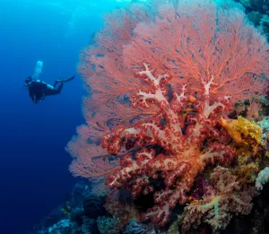 أفضل مواقع الغوص بالعالم للأنواع النادرة، حطام السفن، والشعاب المرجانية