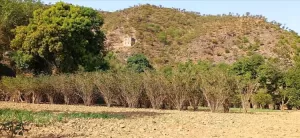 اخبار المناطق – ضرورة إنقاذ زراعة أشجار البن قبل أن تلفظ أنفاسها الأخيرة