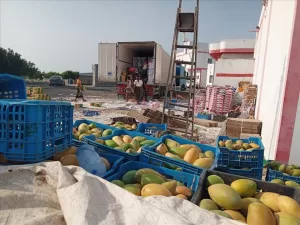 اخبار المناطق – مزارعو دلتا أبين يعبّرون عن تفاؤلهم بعودة تصدير المحاصيل الزراعية إلى الدول المجاورة.