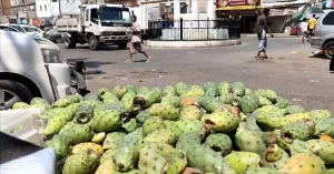 اخبار عدن – انطلاق موسم التين في اليمن.. والمركبات تكتظ شوارع عدن ووردت الآن