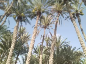 اخبار وردت الآن – دعوة موجهة إلى وزير الزراعة ومحافظ شبوة لحماية أشجار النخيل في سقطرى من الانقراض