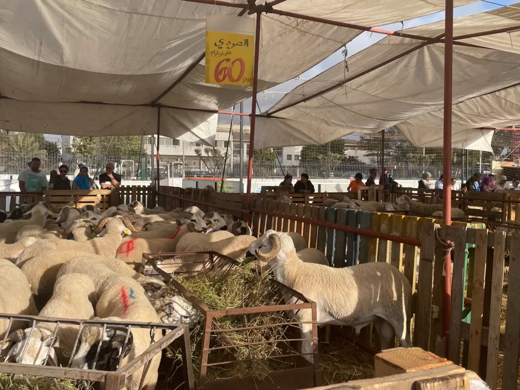 تعرف إلى أكبر 10 دول امتلاكا للأغنام بالعالم بينها بلدان عربية