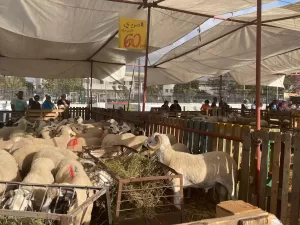 اكتشف أكبر 10 دول في العالم من حيث عدد الأغنام، بما في ذلك بعض الدول العربية.