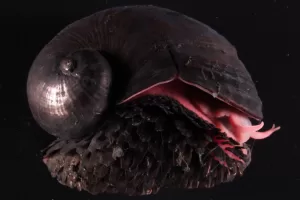 الحلزون البركاني: مخلوق بحري “صلب” لا يمكن القضاء عليه