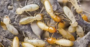 النمل الأبيض ينتشر في مختلف أنحاء العالم من خلال القوارب والسفن