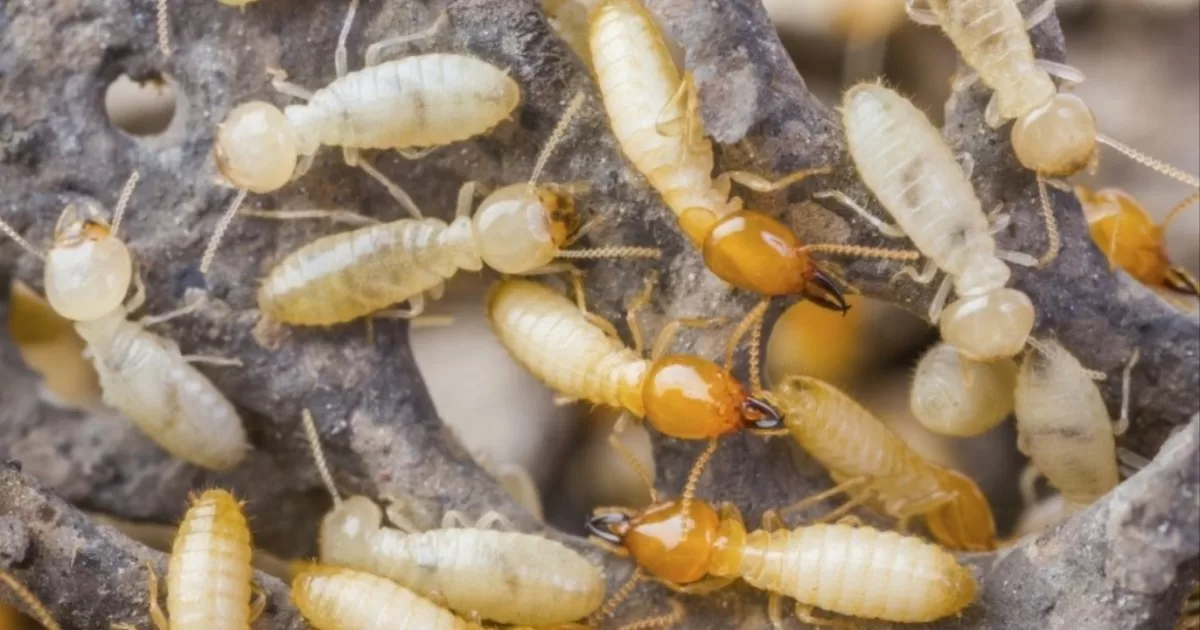النمل الأبيض ينتشر في مختلف أنحاء العالم من خلال القوارب والسفن