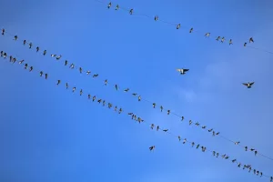 تجاوز بلوسكاي: هذه هي التطبيقات التي تبني تجارب اجتماعية على بروتوكول AT