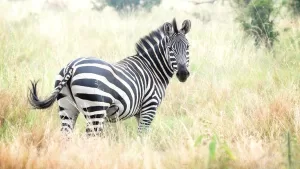 تجربة مثيرة: هروب حمار وحشي من صاحب المنزل يثير اهتمام المنصات الأمريكية