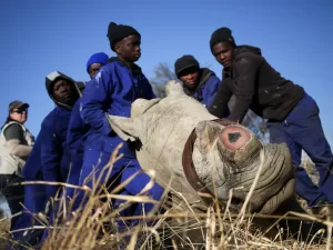 دراسة: إزالة قرون وحيد القرن كخيار أفضل للحفاظ عليه