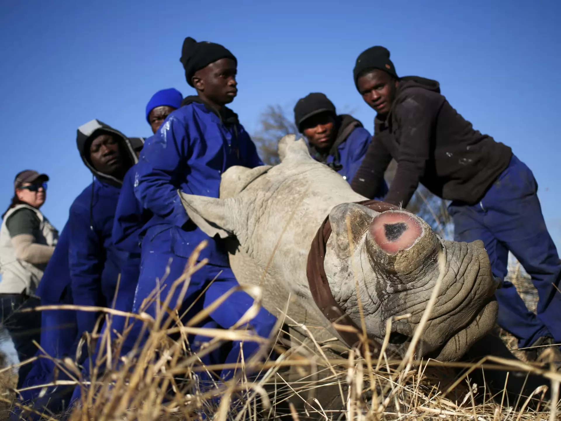 دراسة: إزالة قرون وحيد القرن كخيار أفضل للحفاظ عليه